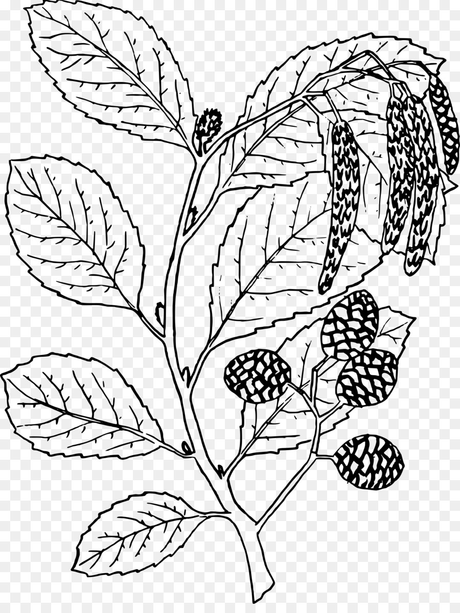 Alder Mewarnai Gambar Pohon gambar png