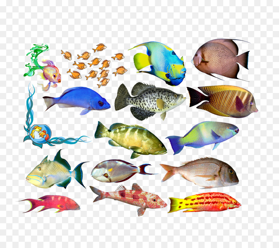 Ikan，Akuatik PNG