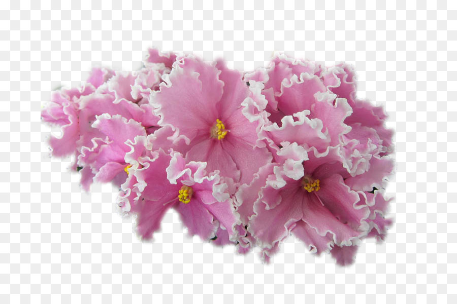 Ungu，African Violet PNG