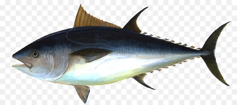 Ikan，Akuatik PNG