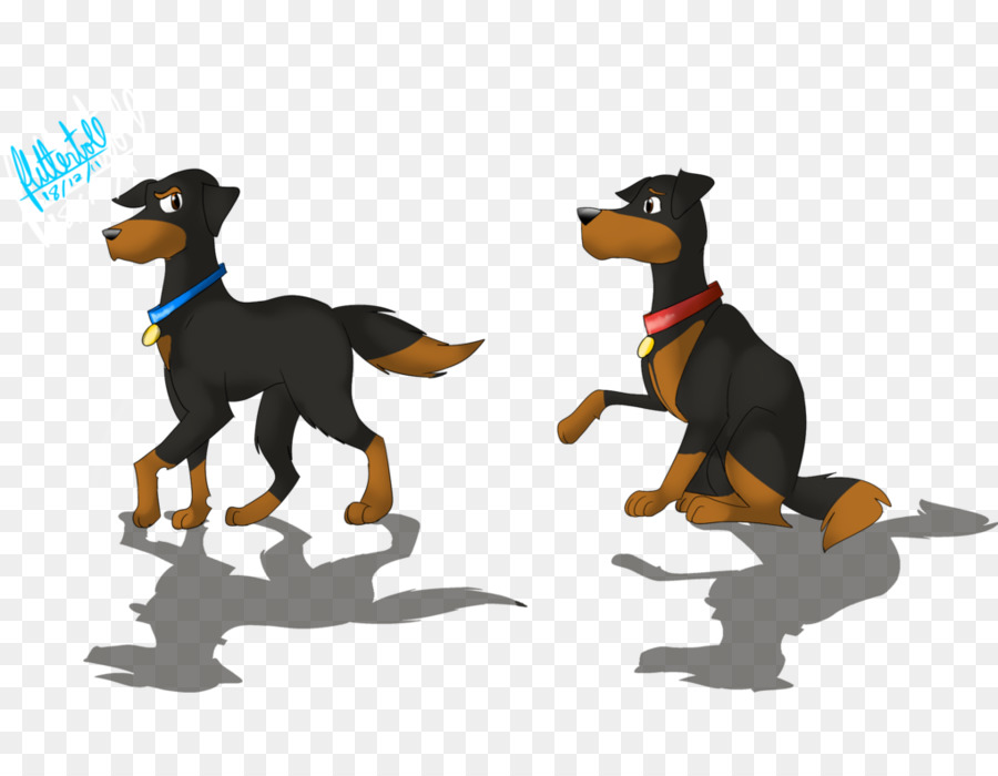 Dobermann，Anjing Berkembang Biak PNG