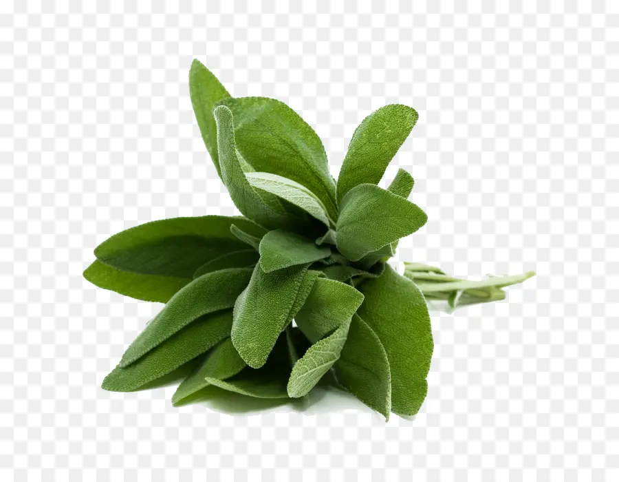 Daun Hijau，Herba PNG