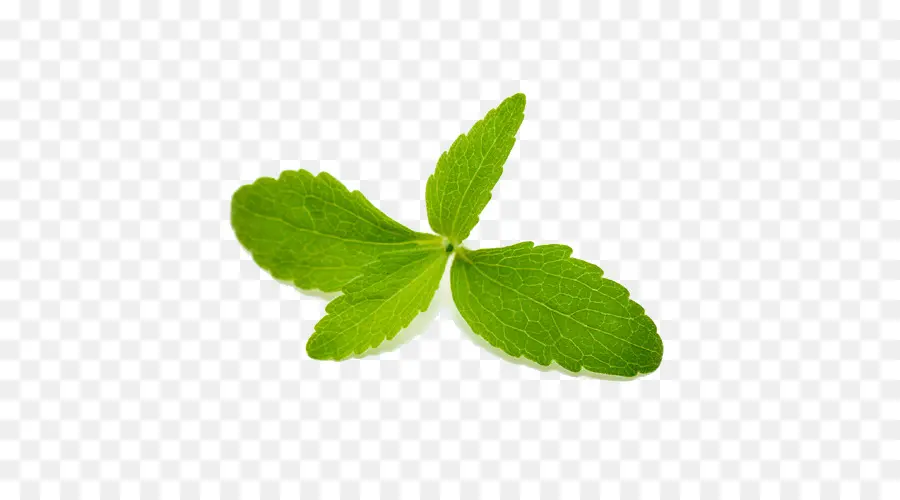 Daun Mint，Herba PNG