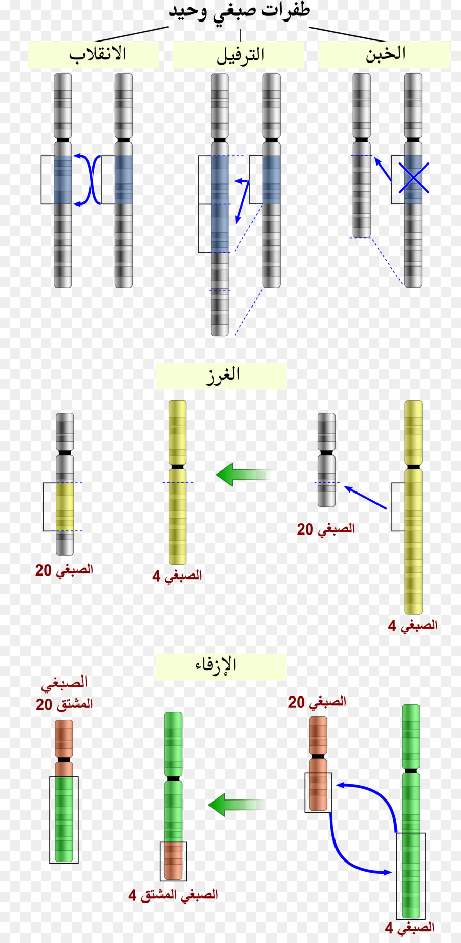 Diagram Kromosom，Genetika PNG