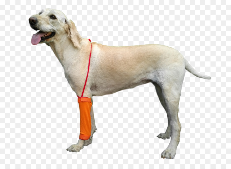 Labrador Retriever，Anjing Pendamping PNG