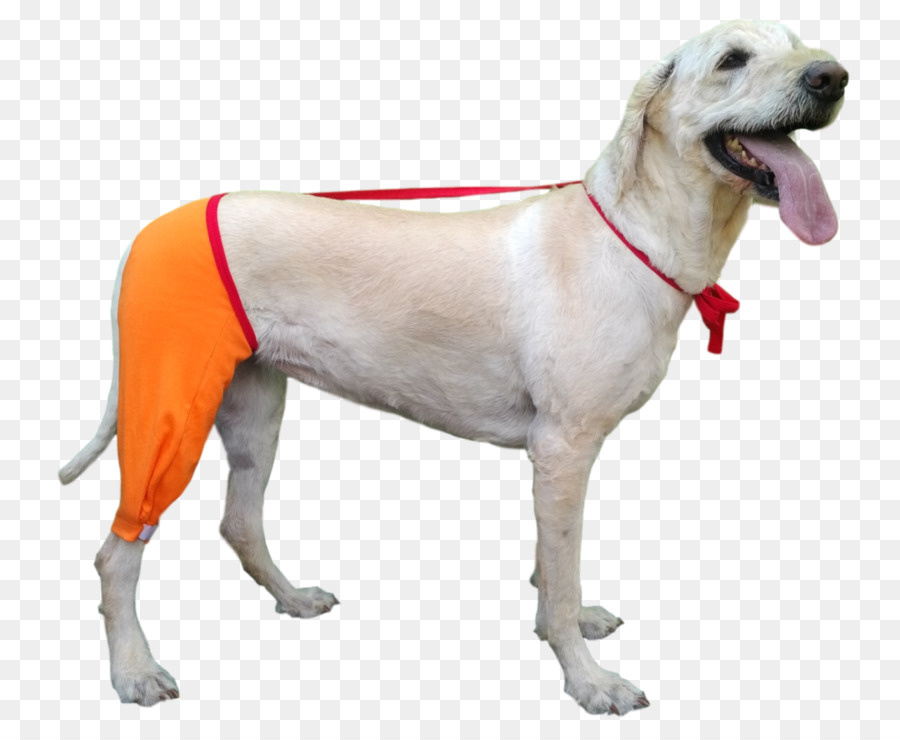 Labrador Retriever，Elizabeth Collar PNG