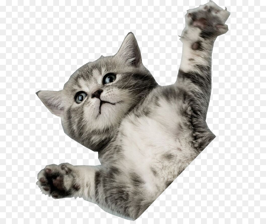 Kucing，Desktop Wallpaper PNG