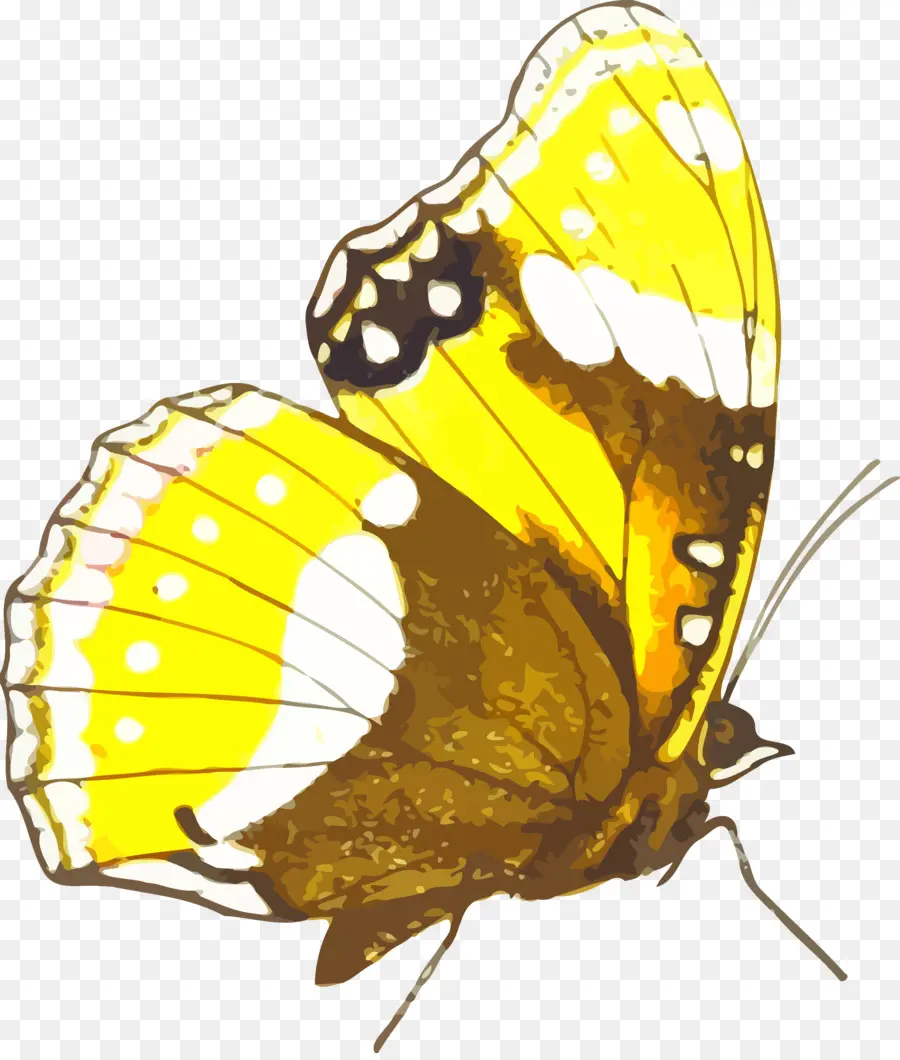 Kupu Kupu Monarch，Serangga PNG