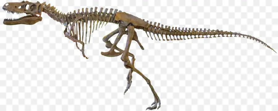 Velociraptor，Nanotyrannus PNG