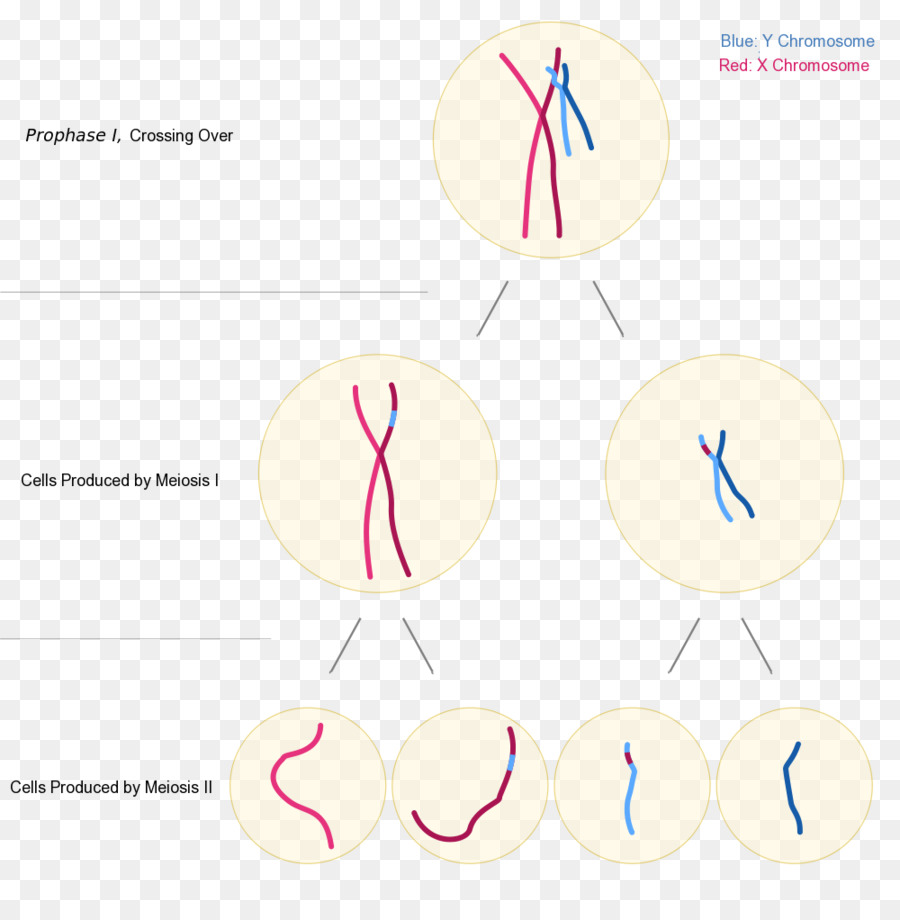 Diagram Meiosis，Kromosom PNG