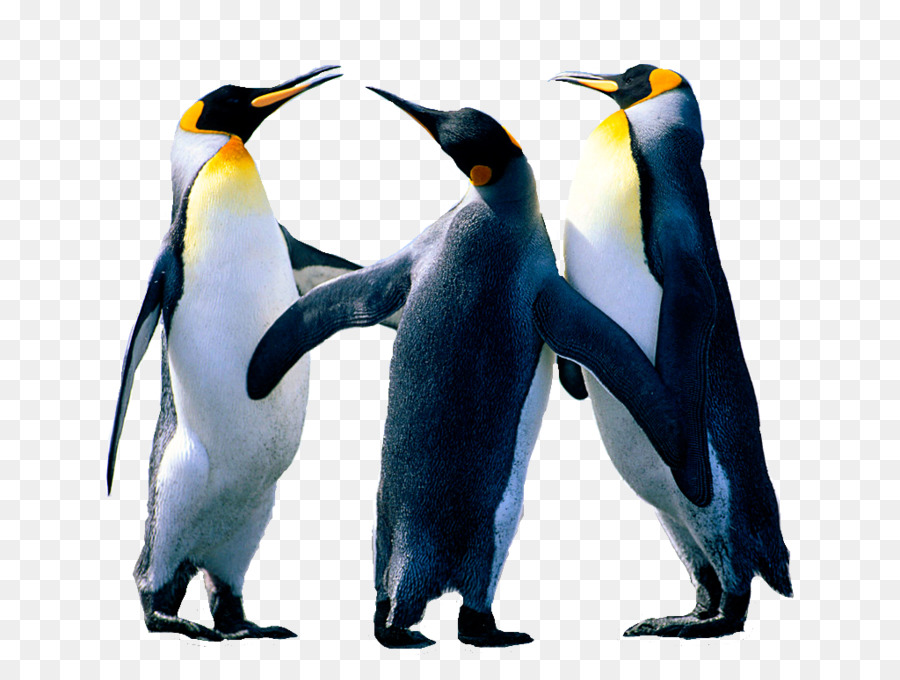 Penguin，Burung PNG