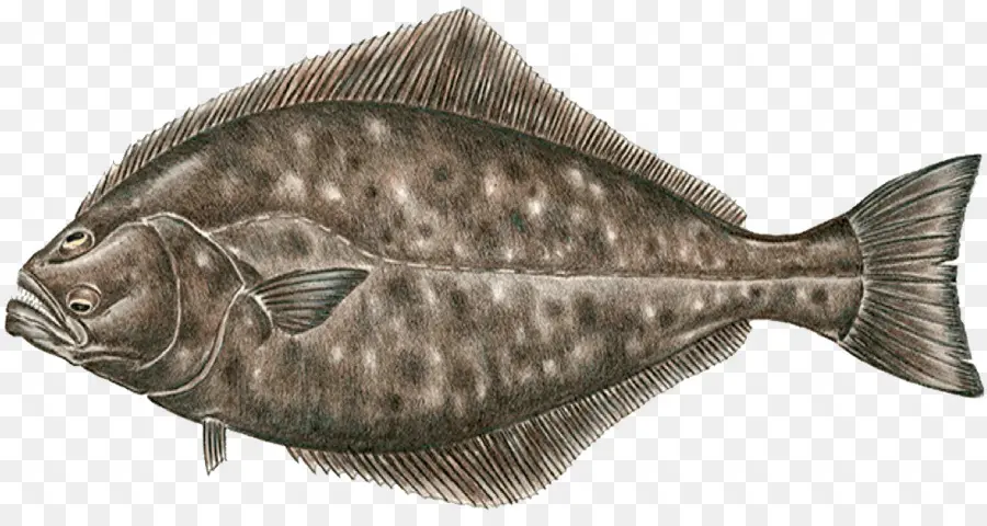 Ikan，Halibut PNG