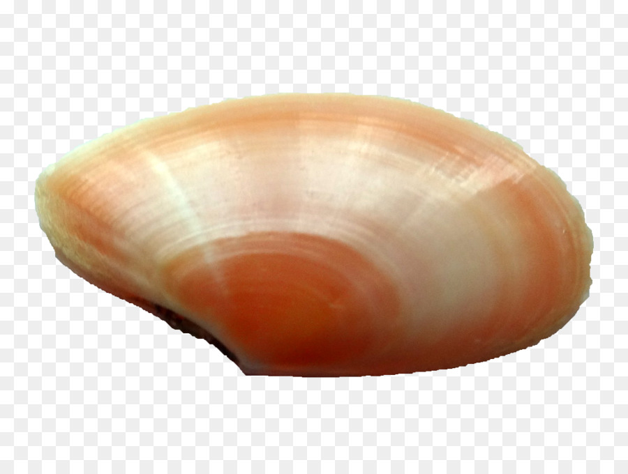 Kerang，Kerang Laut PNG