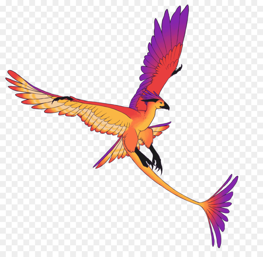 Macaw，Paruh PNG