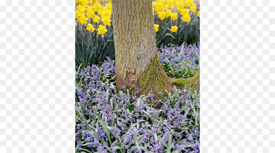 Lavender Inggris，Scilla Abe PNG