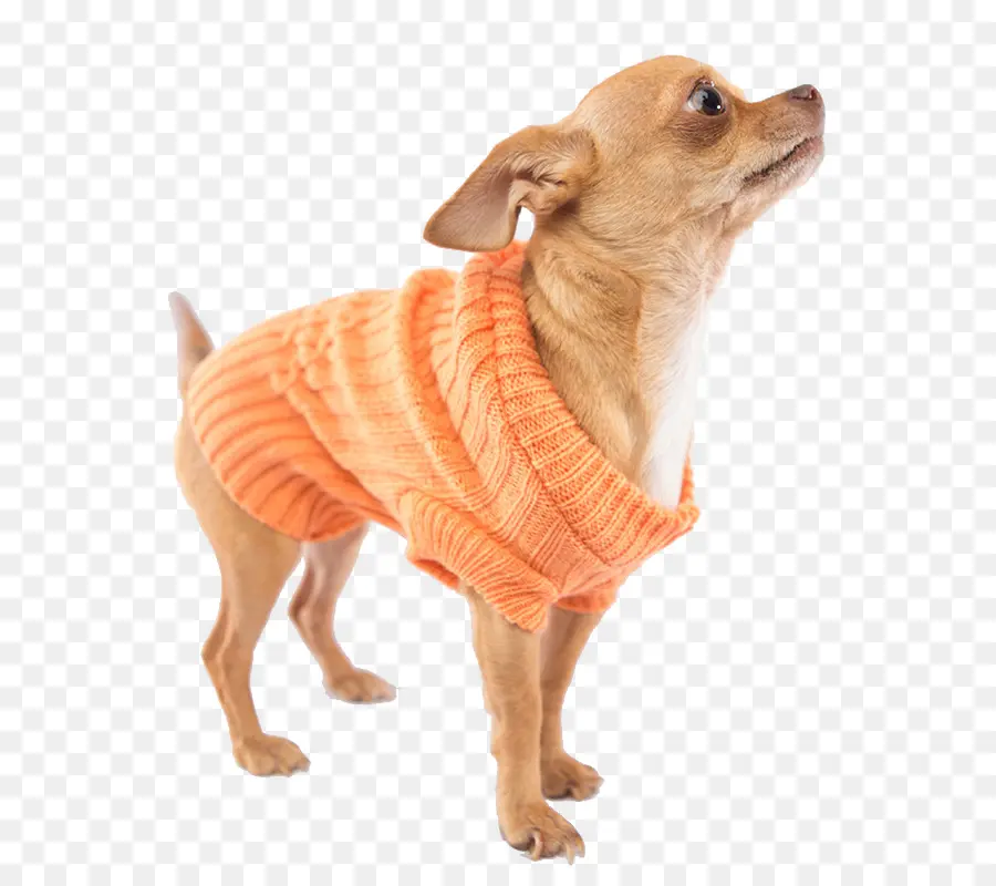 Chihuahua，Sweter PNG