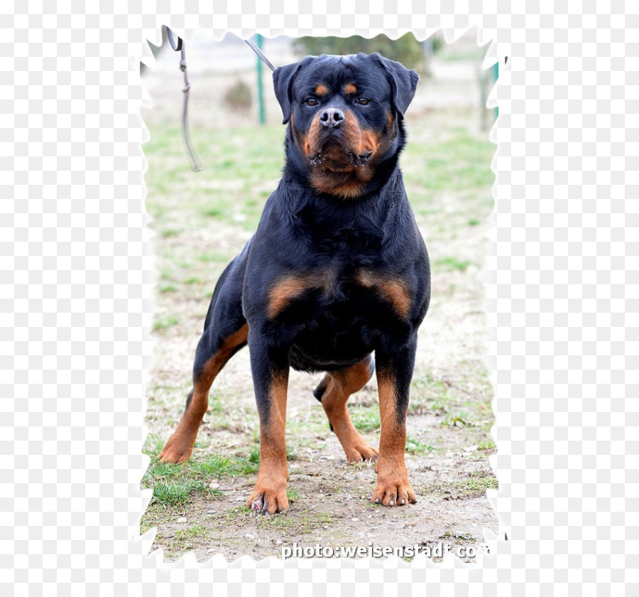 Anjing Rottweiler，Peliharaan PNG