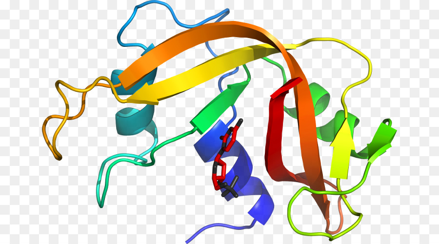 Struktur Protein，Molekul PNG