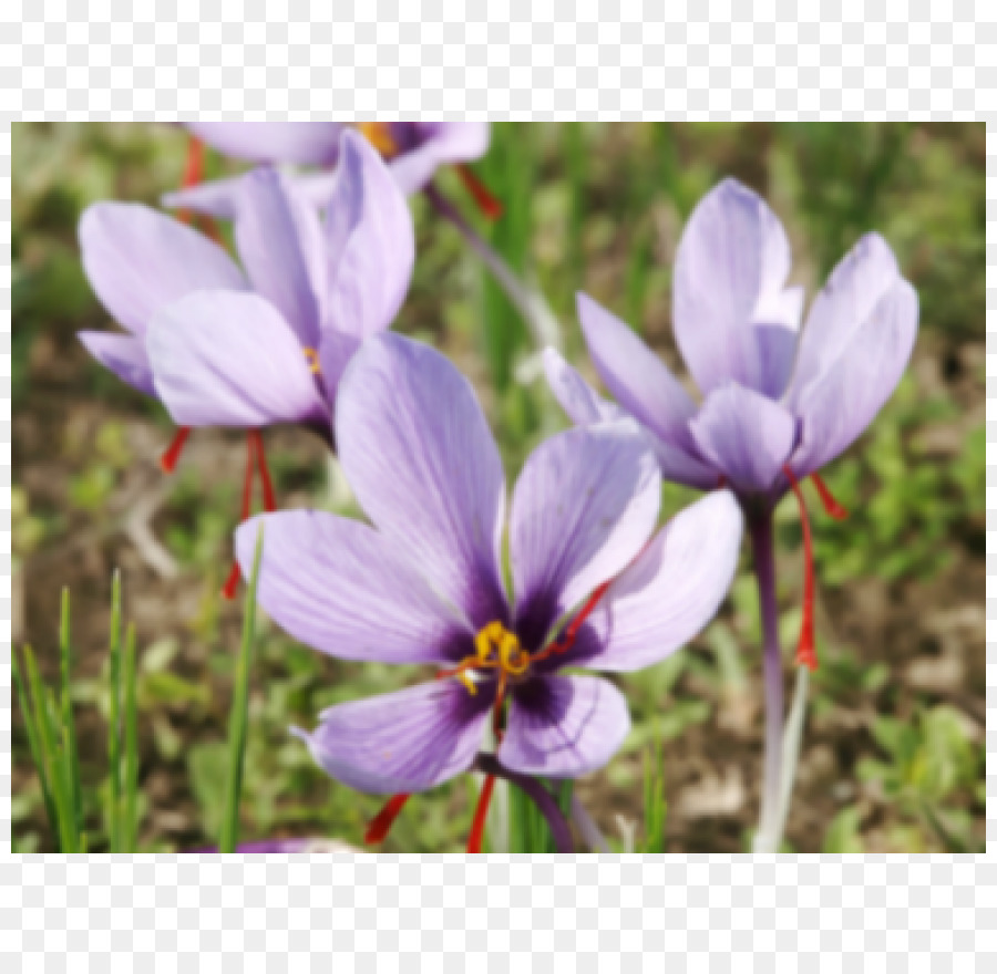 Crocus，Kunyit PNG