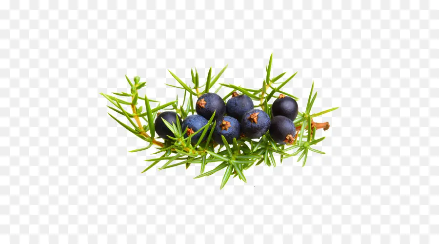 Juniper Berry，Daun Hijau PNG