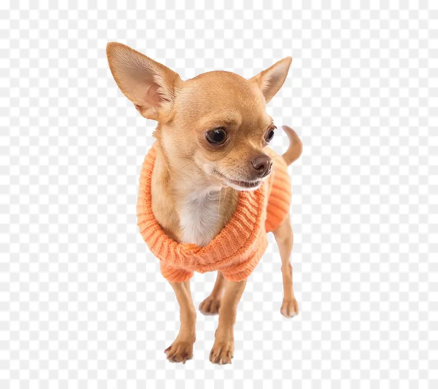 Chihuahua，Anjing PNG