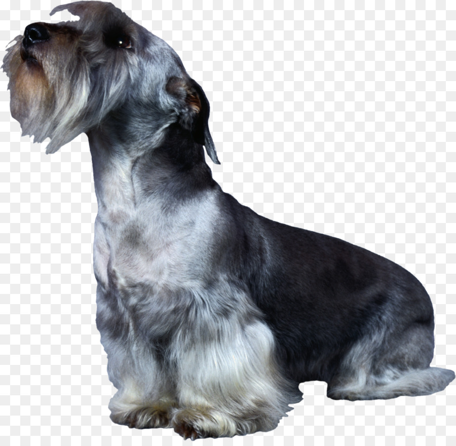 Miniatur Schnauzer，Cesky Terrier PNG