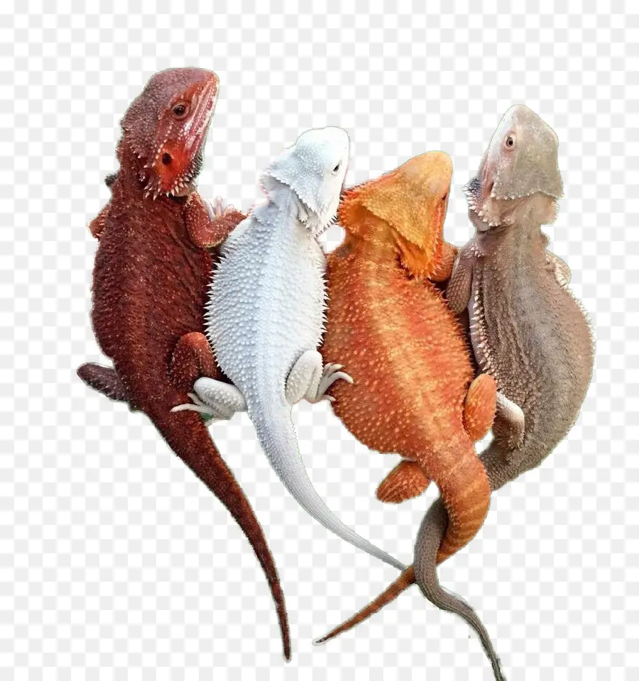 Kadal Berwarna Warni，Reptil PNG