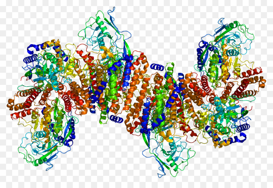 Transferrin，Reseptor Transferrin PNG