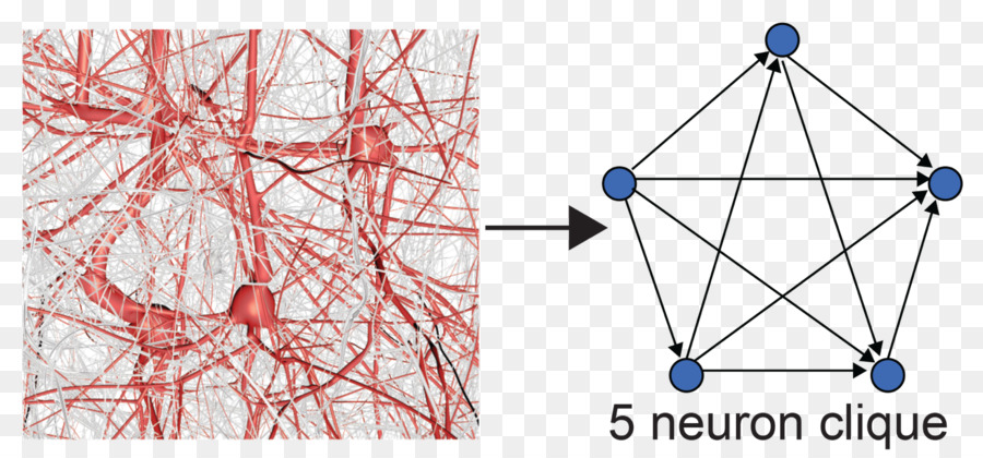 Blue Brain Project，Neuron PNG