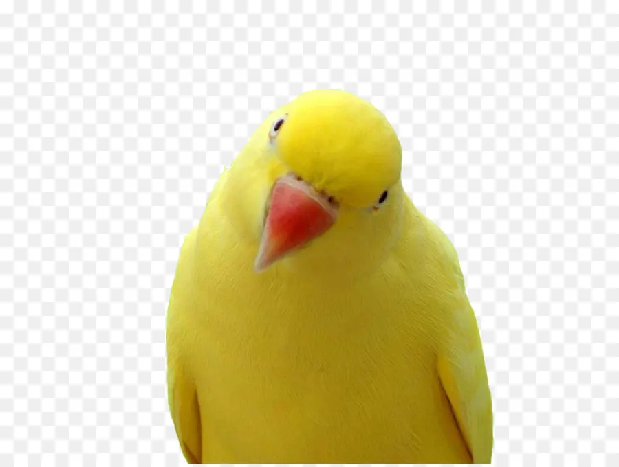 Burung Kuning，Burung Beo PNG