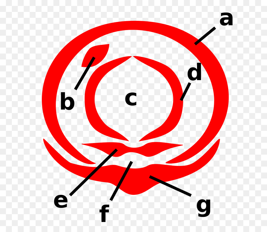 Diagram Bunga，Kelopak PNG