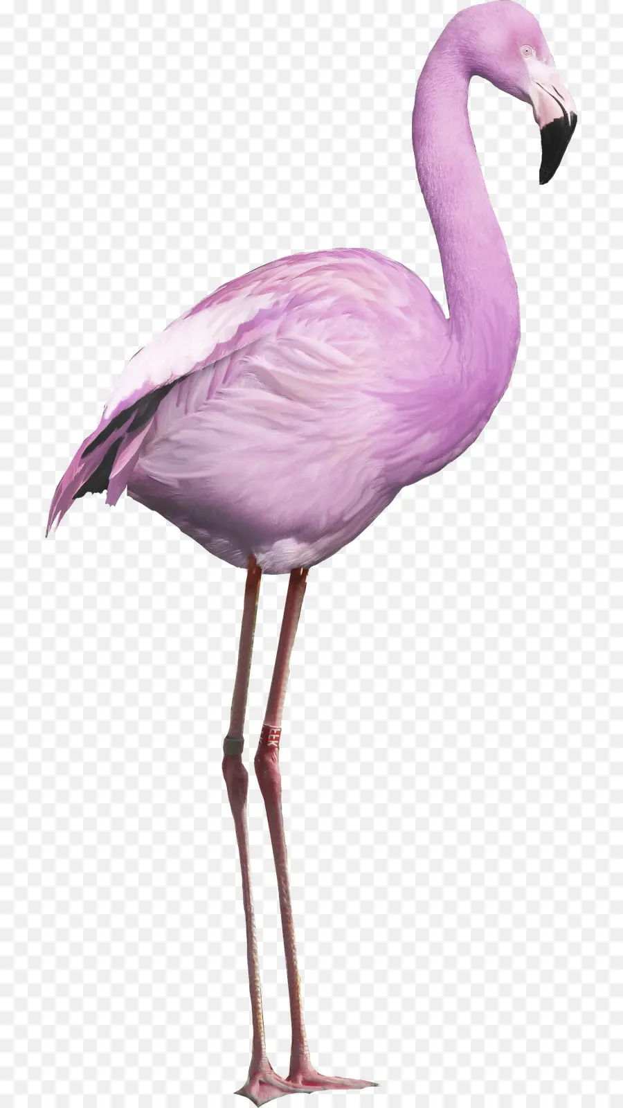 Flamingo，Burung PNG