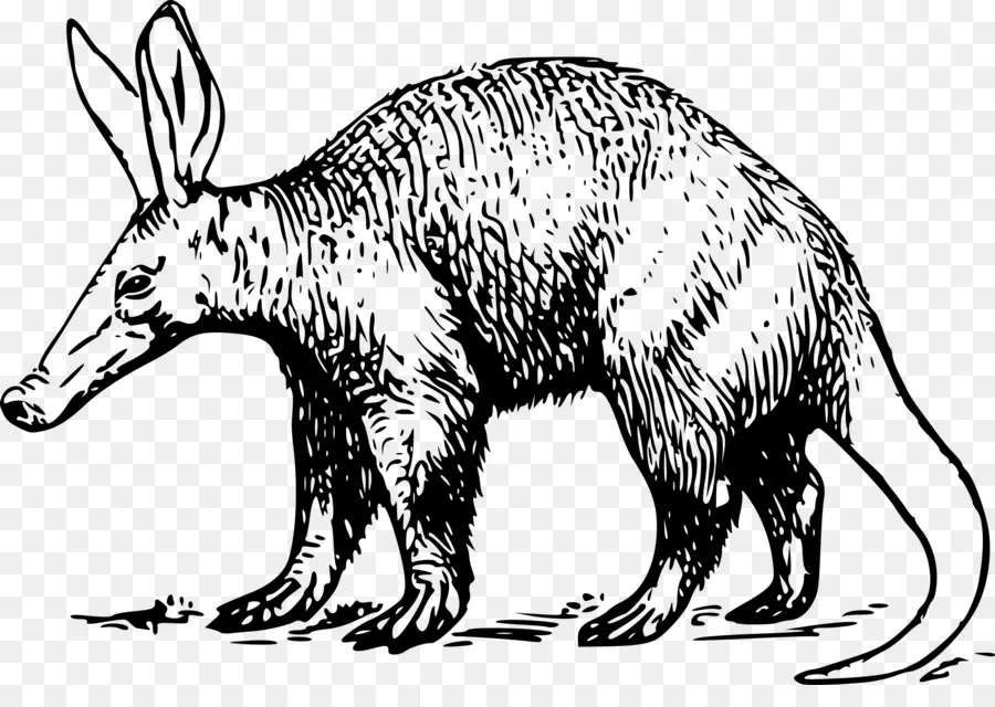 Aardvark，Mamalia PNG