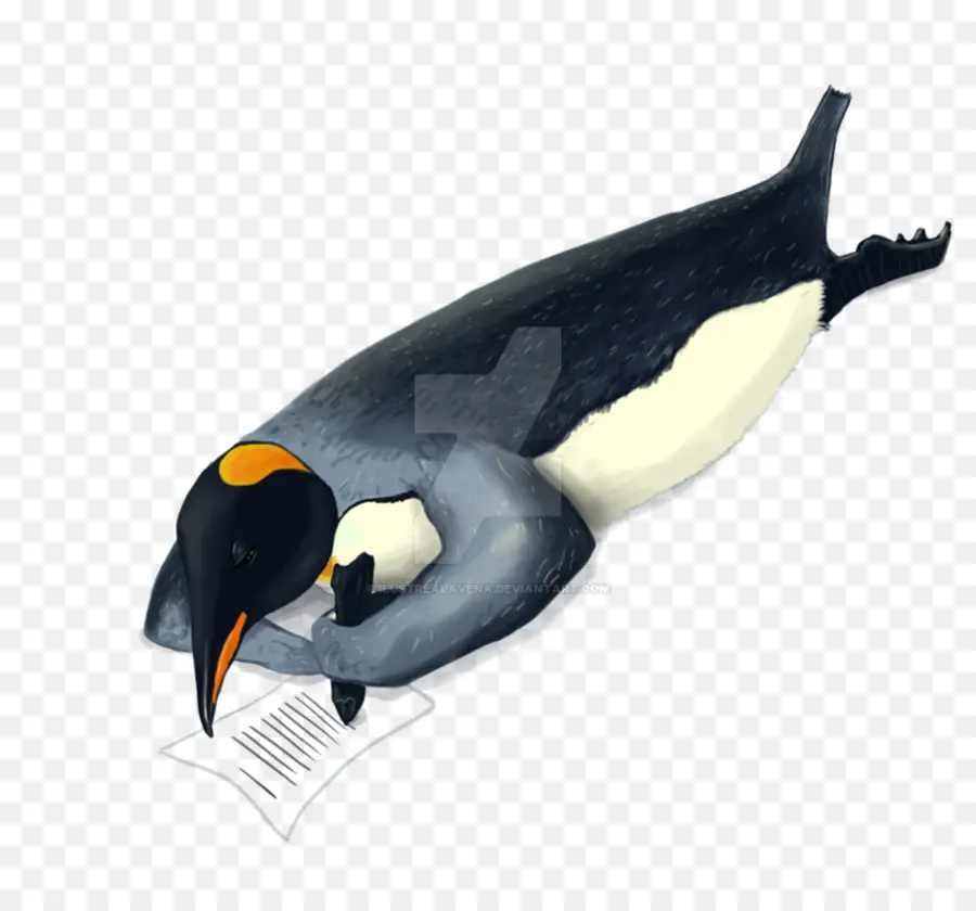 Raja Penguin，Penguin PNG