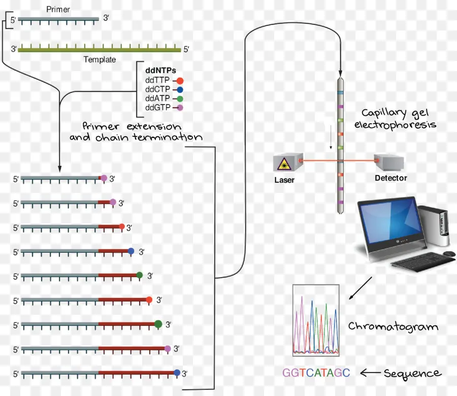 Diagram Pengurutan Dna，Genetika PNG