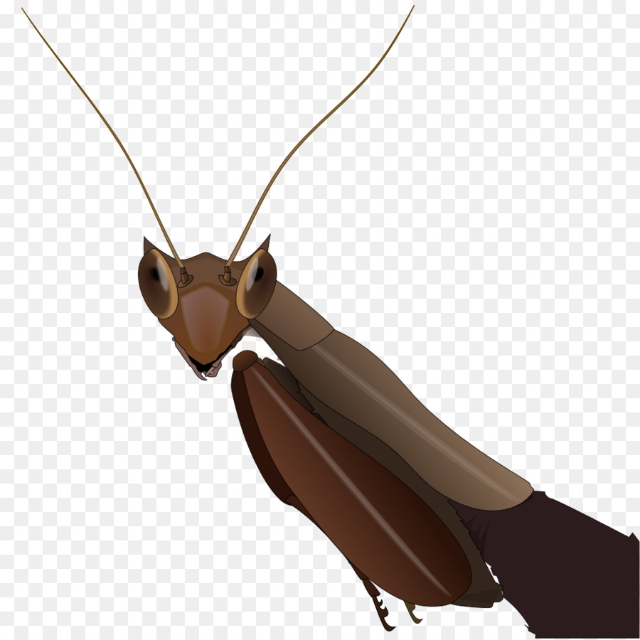 Mantis Daun Mati，Mantis PNG