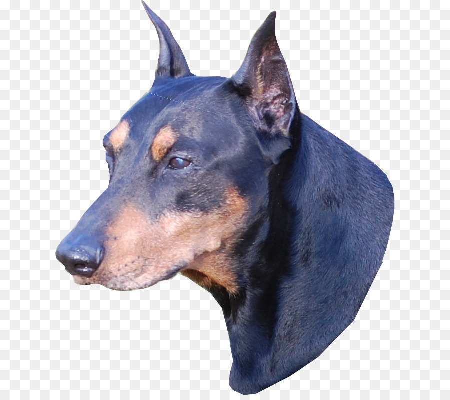 Dobermann，Jerman Bulldog PNG