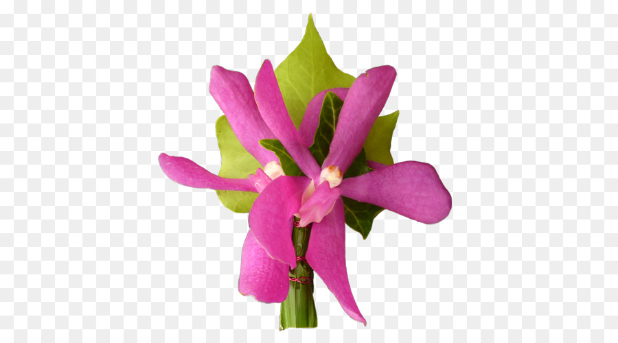 Anggrek Cattleya，Bunga Potong PNG