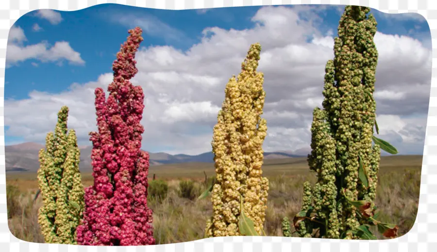 Tanaman Quinoa，Tanaman PNG