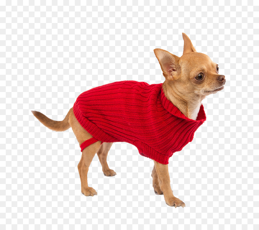Anjing Berkembang Biak，Chihuahua PNG