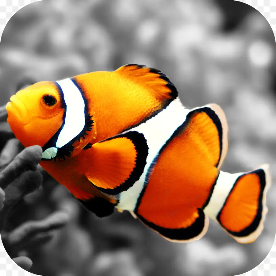 Clownfish，Ikan PNG
