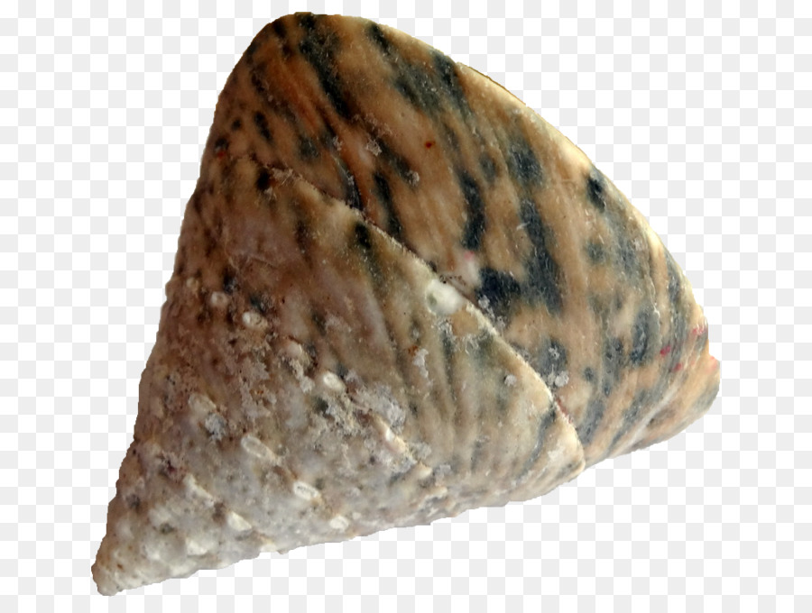 Konkologi，Kerang Laut PNG