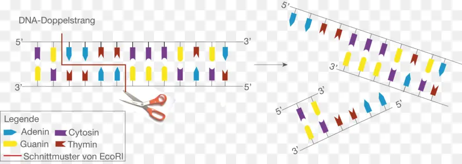 Dna，Genetika PNG