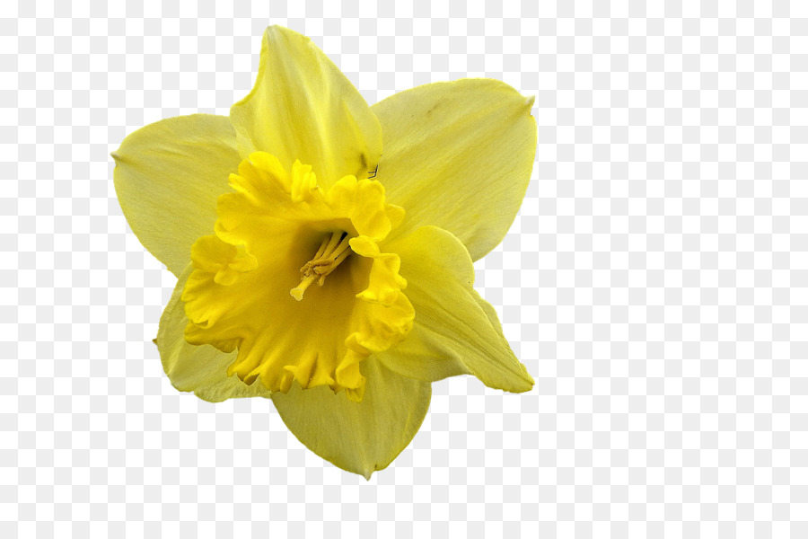 Aku Berjalan Kesepian Sebagai Awan，Daffodil PNG