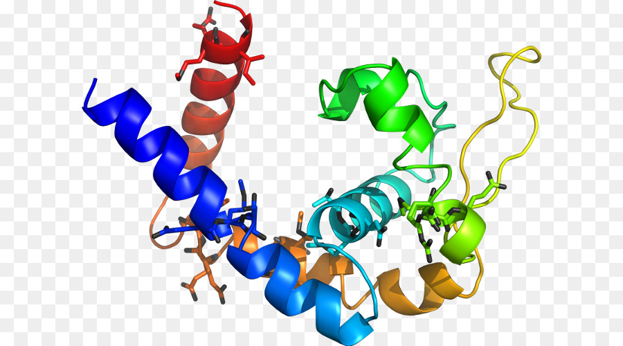 Struktur Protein，Biologi PNG