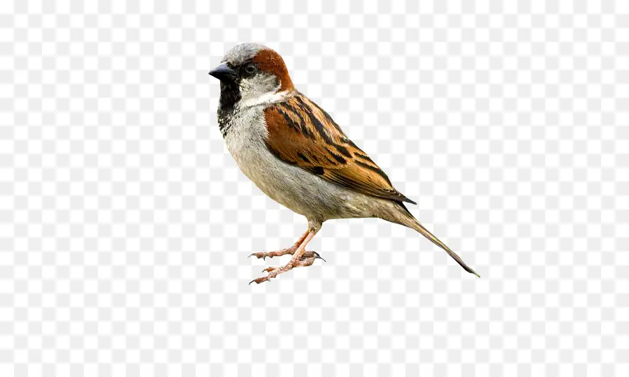 Burung，Burung Gereja PNG