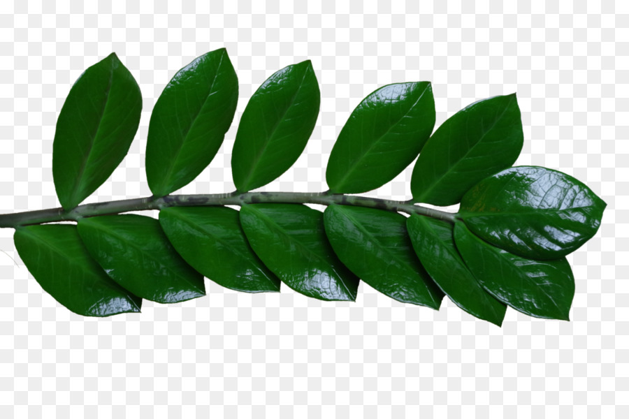 Daun Kari，Herba PNG