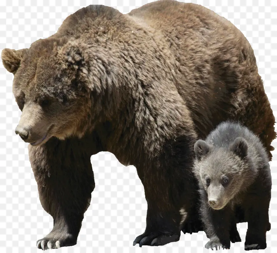 Beruang Grizzly，Beruang Hitam Amerika PNG