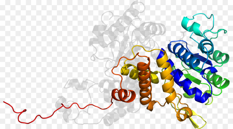 Struktur Protein，Biologi PNG