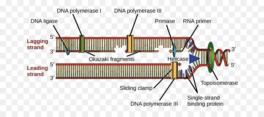 Replikasi Dna，Biologi PNG